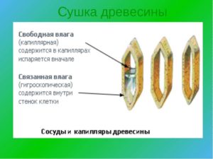 Абсолютная влажность древесины