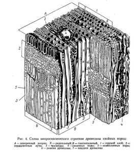 Структура древесины пористость